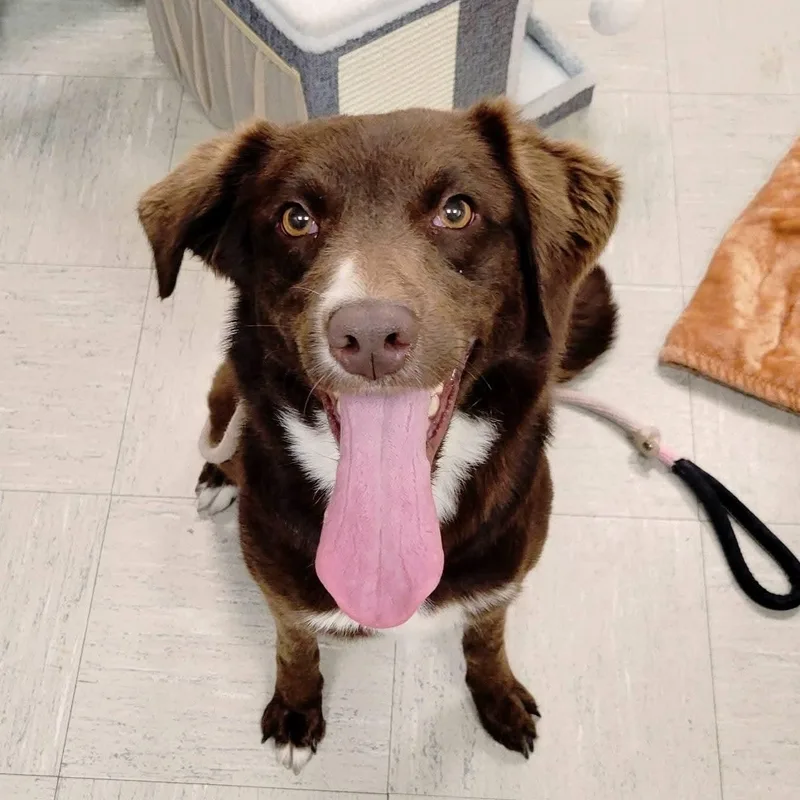 A young medium-sized female Brown / Chocolate Australian Shepherd dog named Chocolate Pudding for adoption in Lincoln, IL