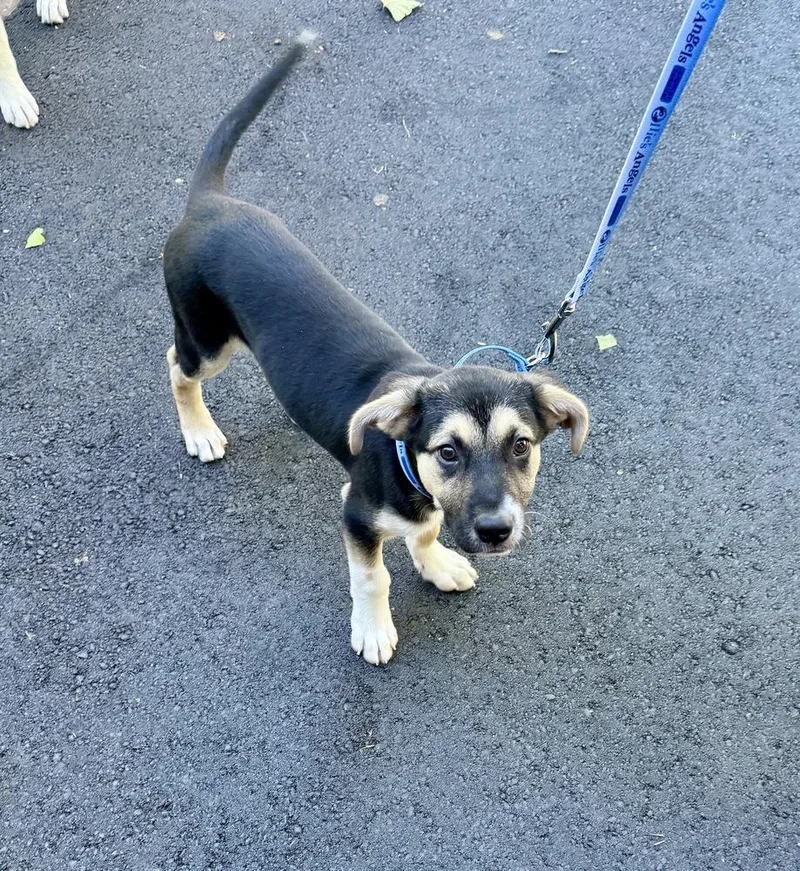 A baby large-sized male Brown / Chocolate Labrador Retriever dog named Leo for adoption in Greenlawn, NY