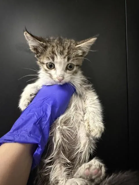 A baby small-sized female Domestic Short Hair cat named Cobra for adoption in San Bernardino, CA