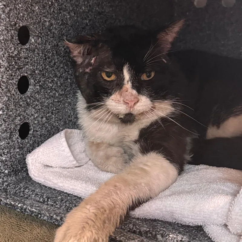 An adult large-sized male Black Domestic Short Hair cat named Evander for adoption in Birdsboro, PA
