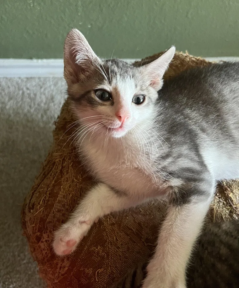 Gus