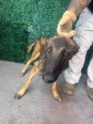 A young medium-sized male Black Belgian Shepherd / Malinois dog named Paw McCartney for adoption in El Paso, TX