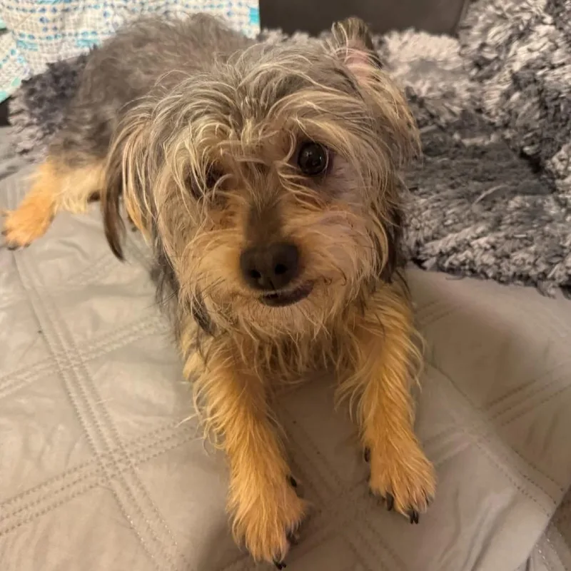 A young small-sized male Black Yorkshire Terrier dog named Casper for adoption in Tacoma, WA