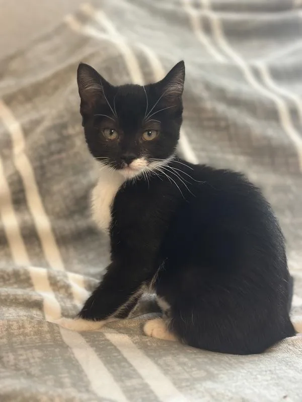A baby small-sized female Domestic Short Hair cat named Alex for adoption in Vallejo, CA