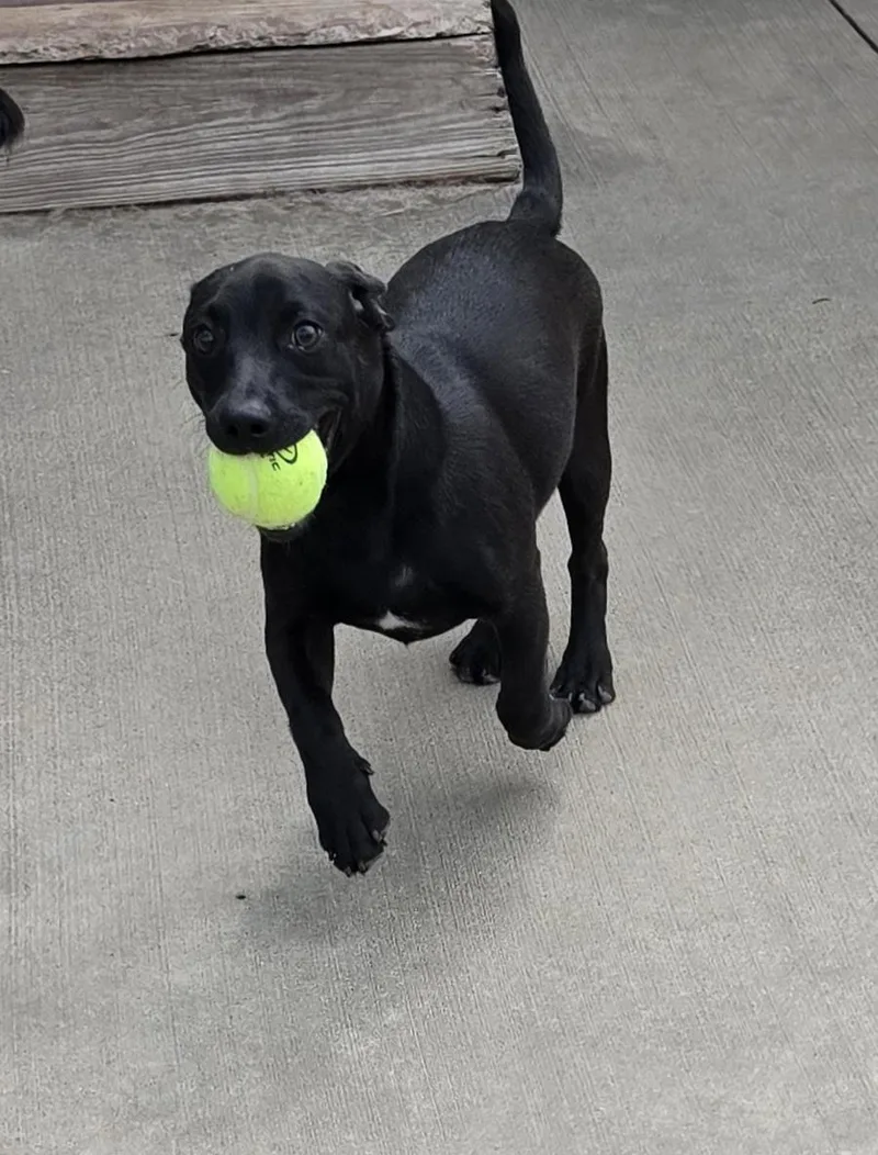A baby small-sized male Black Chiweenie dog named Jayden for adoption in Terre Haute, IN