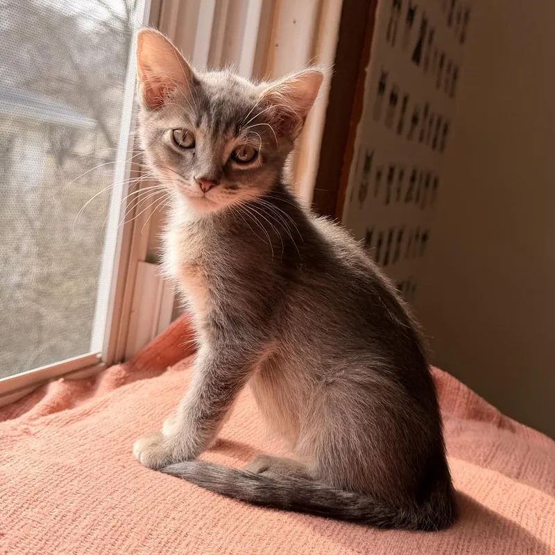 A baby medium-sized female Domestic Short Hair cat named Amber for adoption in Honeoye, NY