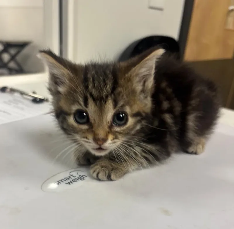 A baby small-sized female American Shorthair cat named Basil for adoption in Greenfield, IN