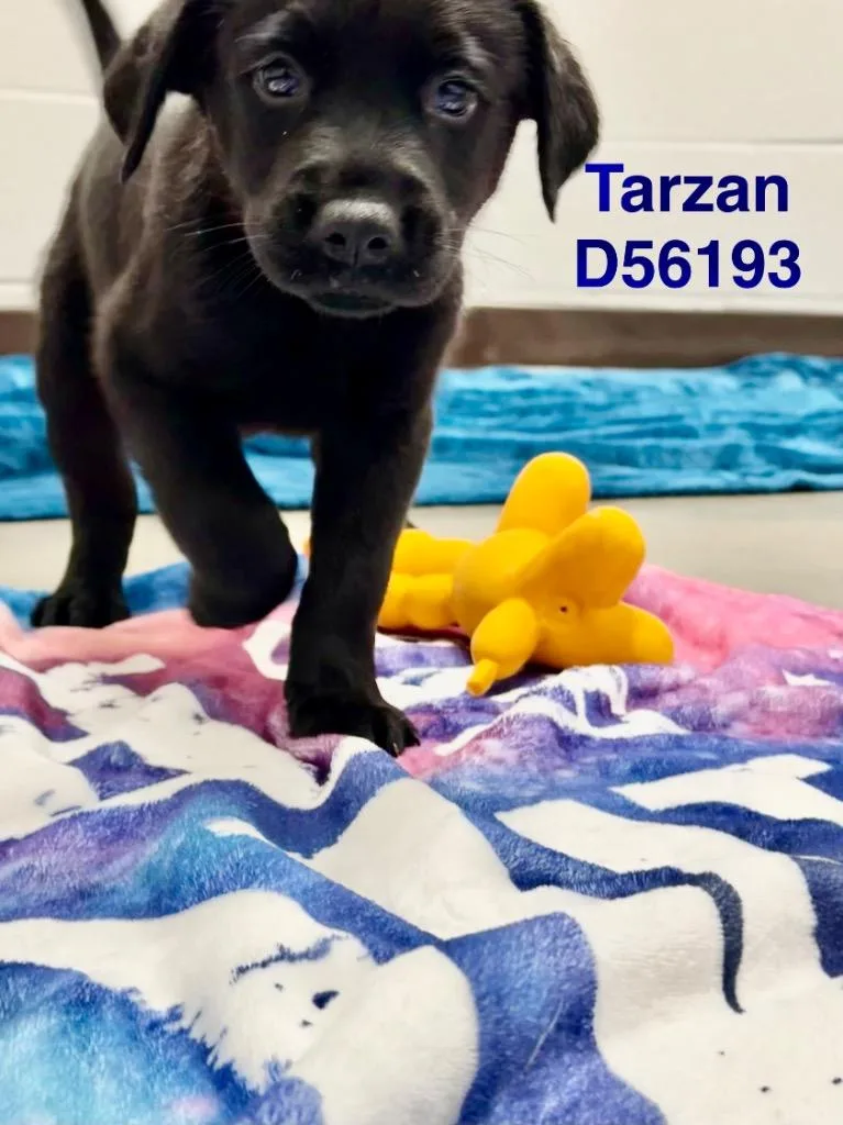 Tarzan