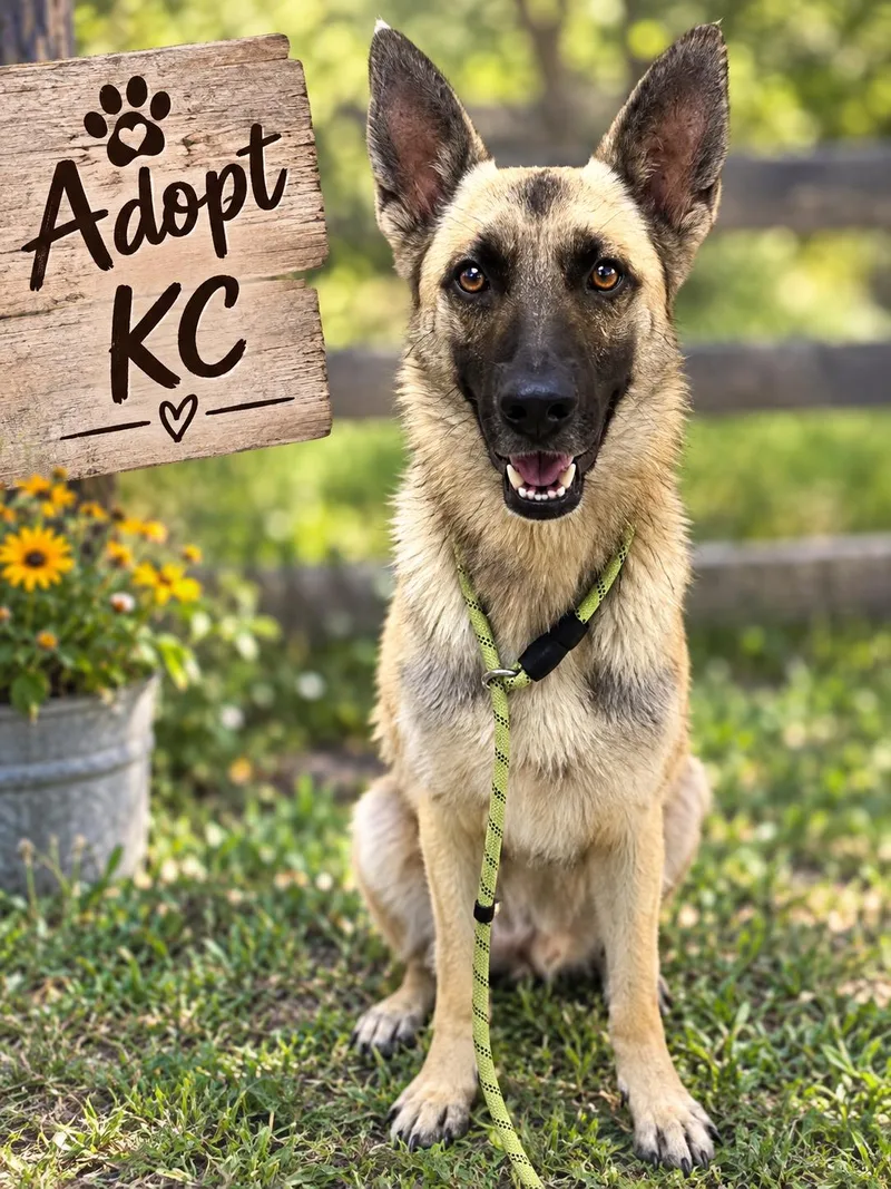 An adult medium-sized male Shepherd dog named Kc for adoption in Kenedy, TX