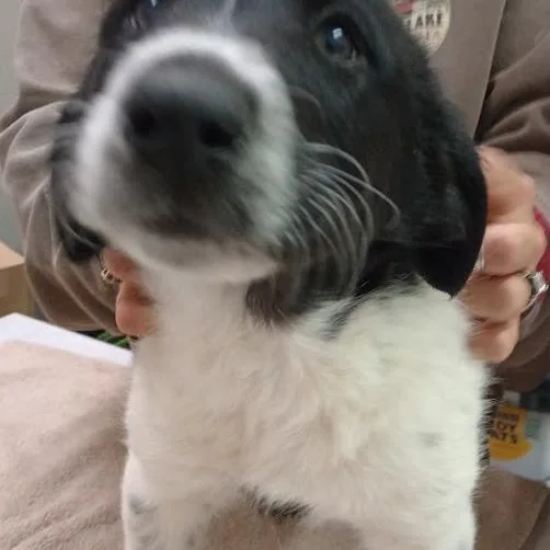 A baby medium-sized male White / Cream Collie dog named PeeWee for adoption in Grand Rapids, MN