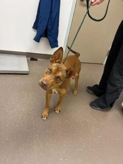 A baby medium-sized male Mixed Breed dog named Charlie B. Barkin for adoption in South Bend, IN