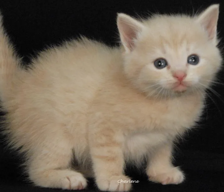 A baby medium-sized male Tabby (Buff / Tan / Fawn) Domestic Short Hair cat named Gilbert Grape for adoption in Newland, NC