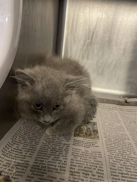 A baby small-sized female Domestic Medium Hair cat named Alicia for adoption in Stockton, CA