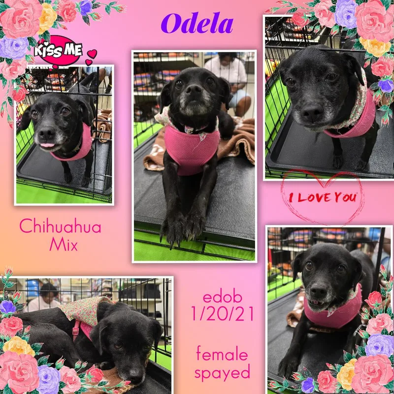 Odela  Slthw thumbnail 5