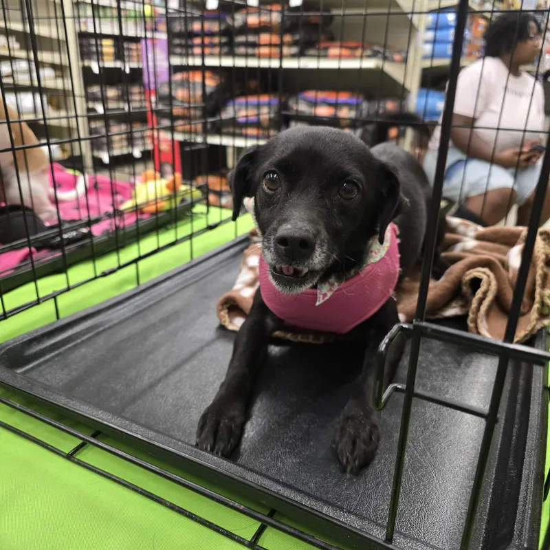 An adult small-sized female Black Chihuahua dog named Odela Slthw for adoption in Missouri City, TX