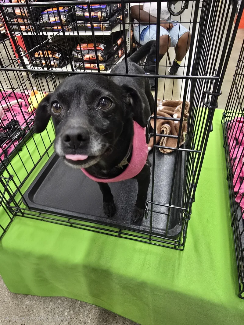 Odela  Slthw thumbnail 6