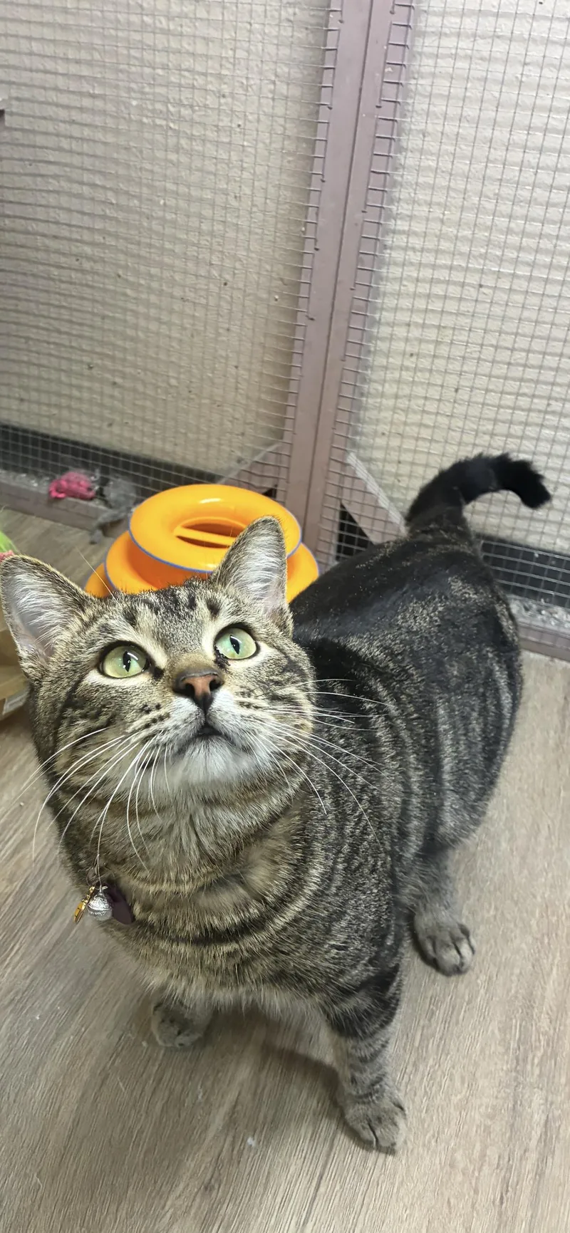 Jigglypuff thumbnail 2