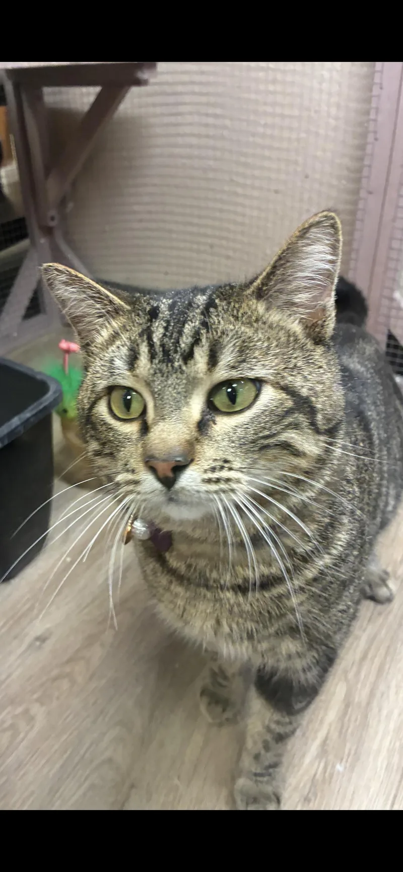 Jigglypuff thumbnail 3