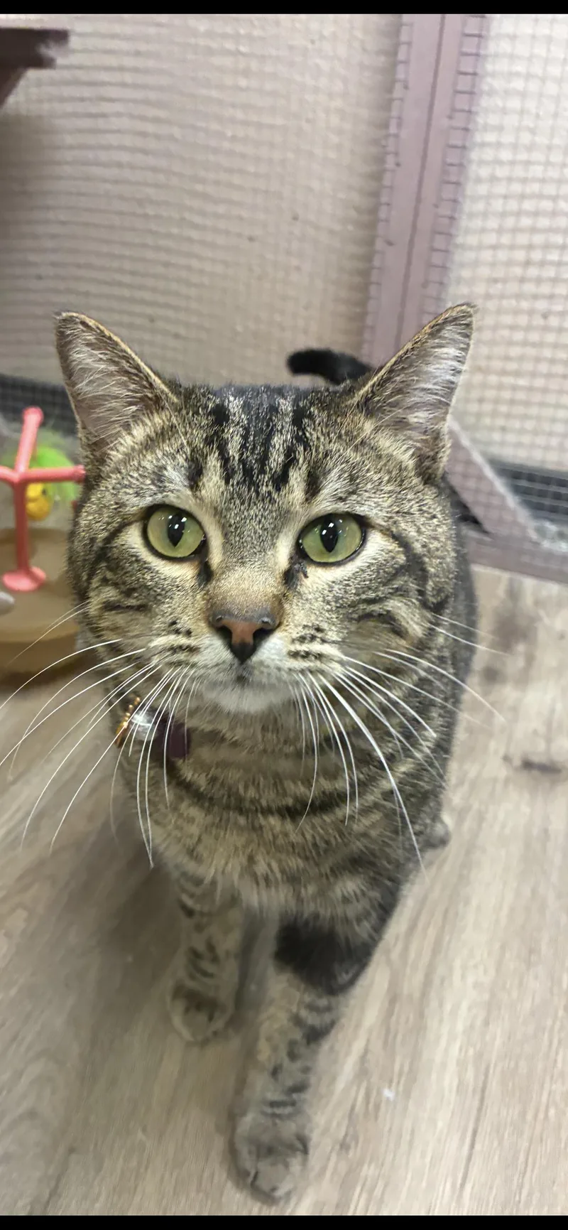 Jigglypuff thumbnail 4