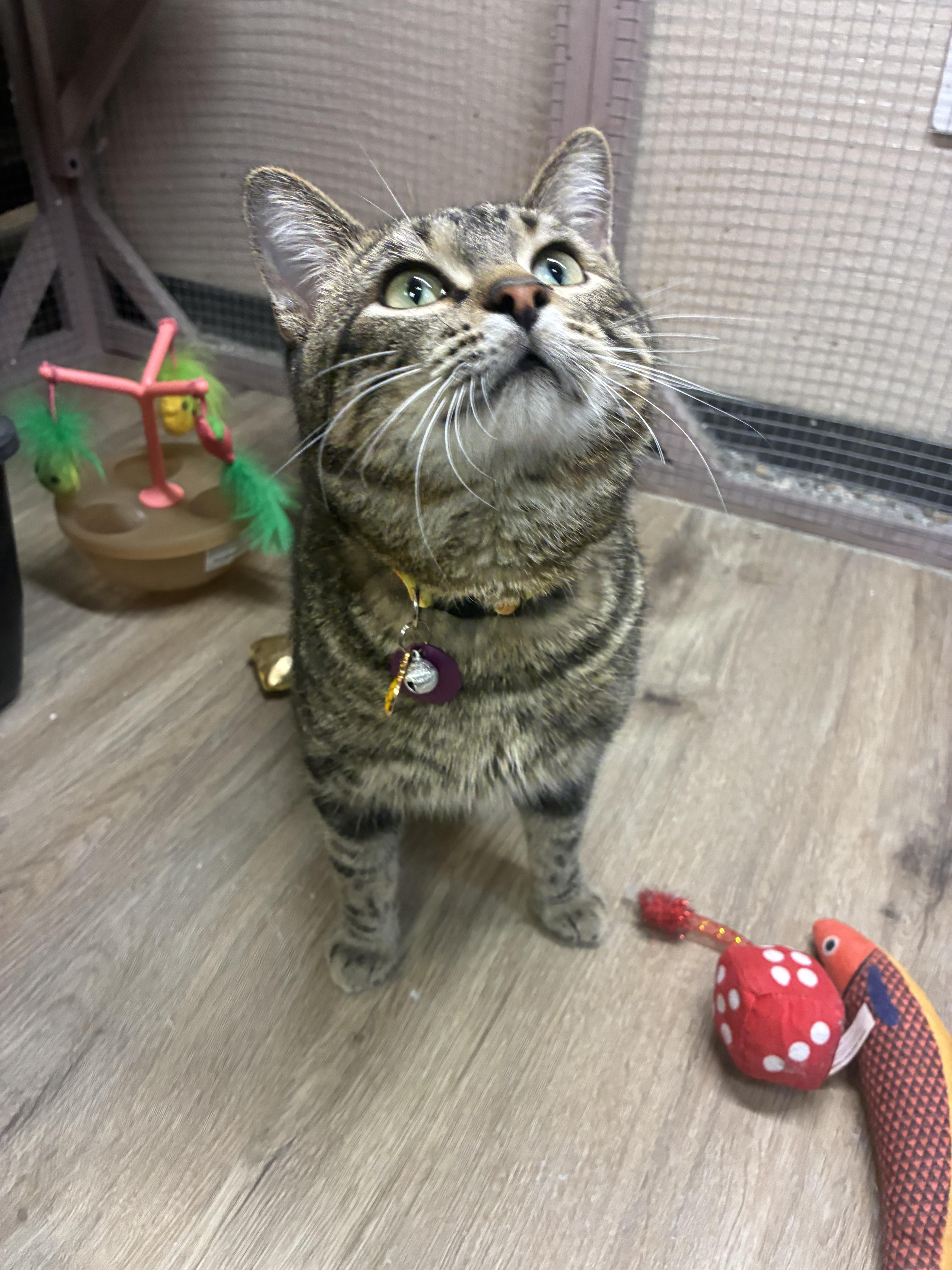 Jigglypuff thumbnail 5