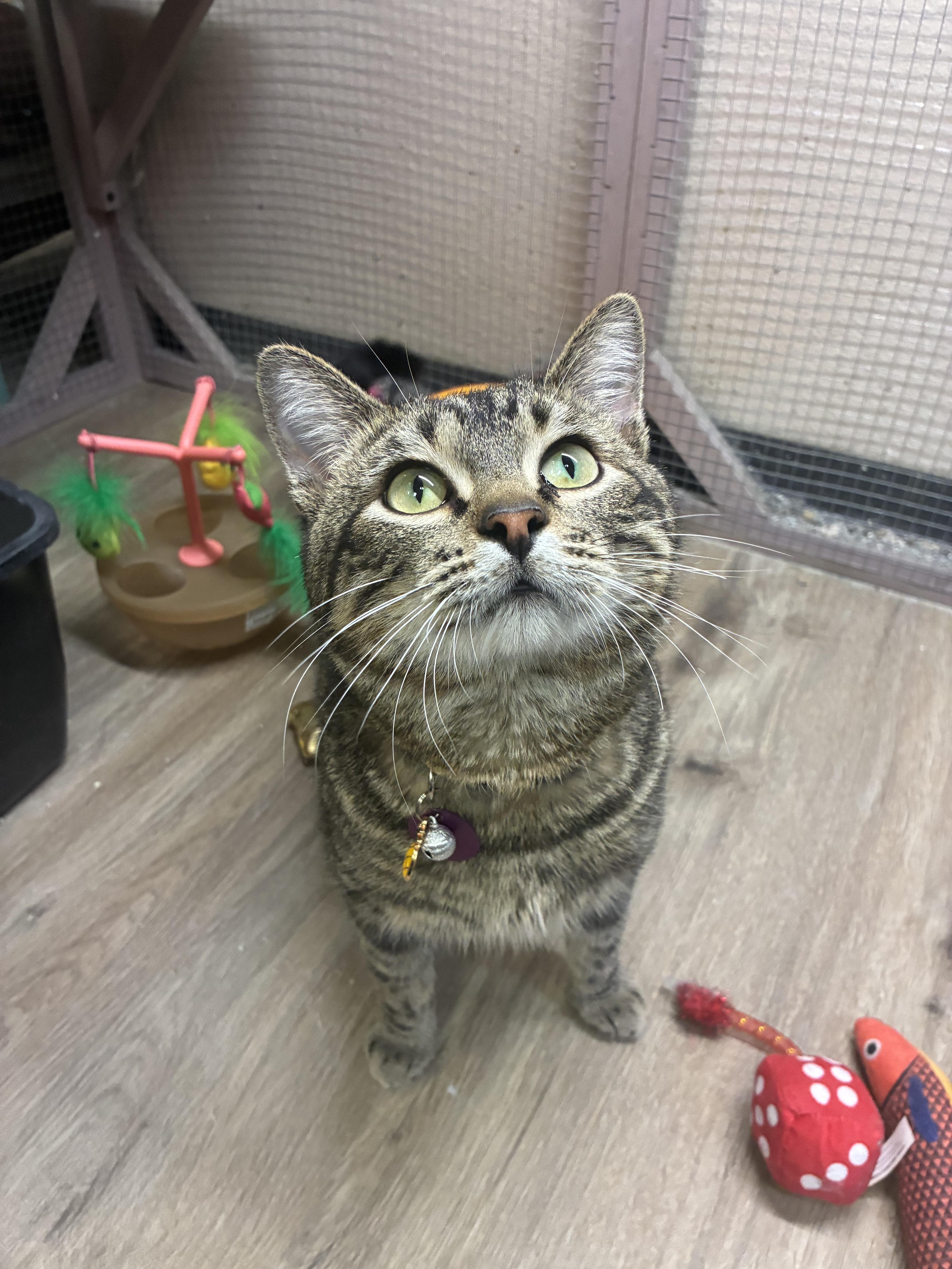 Jigglypuff thumbnail 6