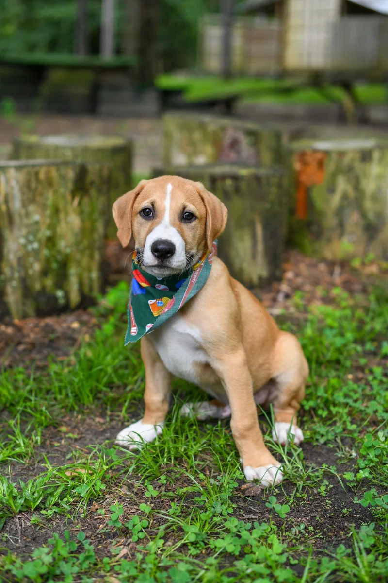 A baby medium-sized male Yellow / Tan / Blond / Fawn Mixed Breed dog named Bodie for adoption in BONIFAY, FL