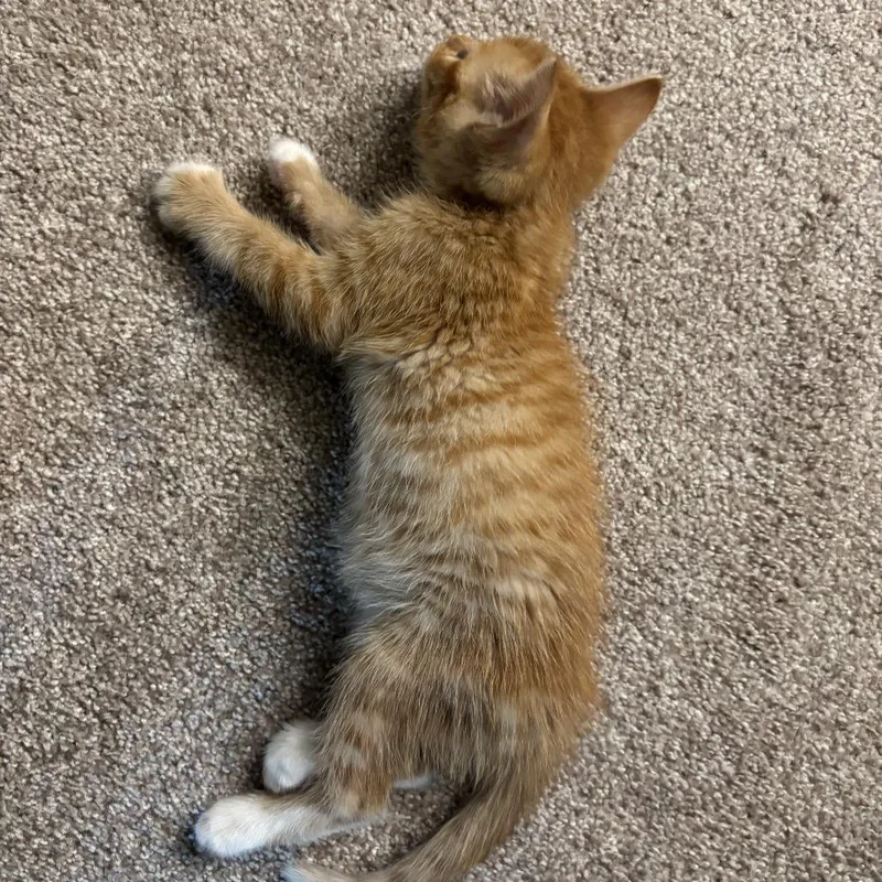 A baby small-sized male Orange / Red Domestic Short Hair cat named Leo for adoption in Pleasanton, CA