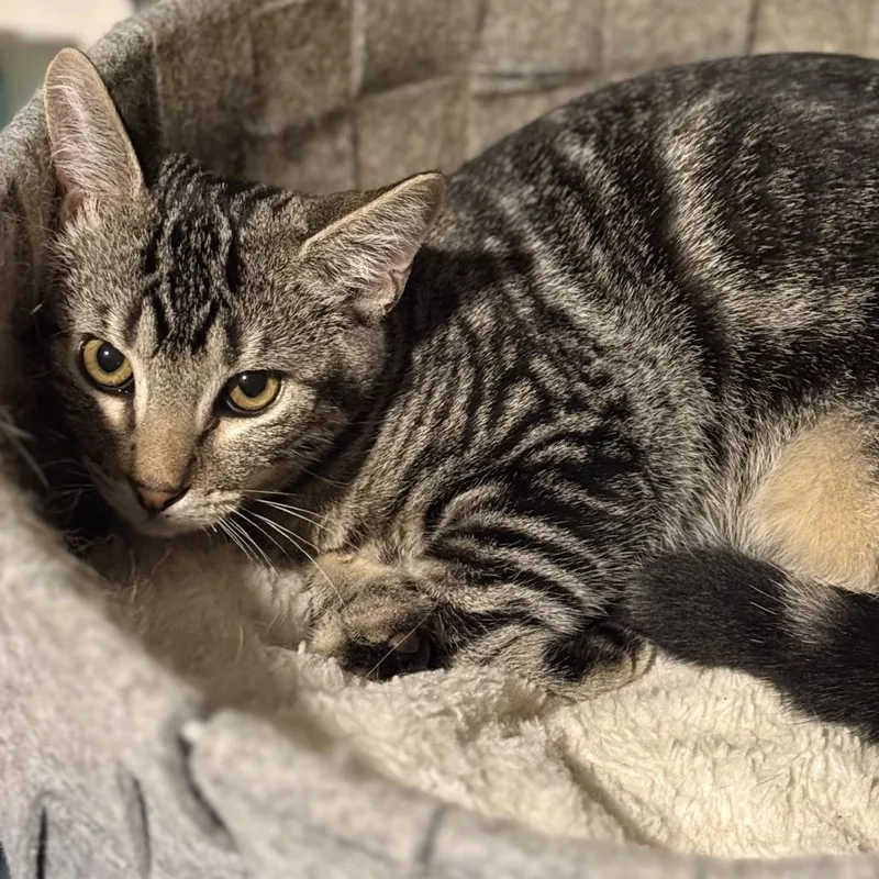 A young small-sized male Gray / Blue / Silver Domestic Short Hair cat named Nico for adoption in Los Angeles, CA