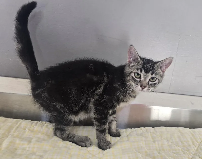 A baby small-sized male Domestic Short Hair cat named Zamboni for adoption in Dickson, TN