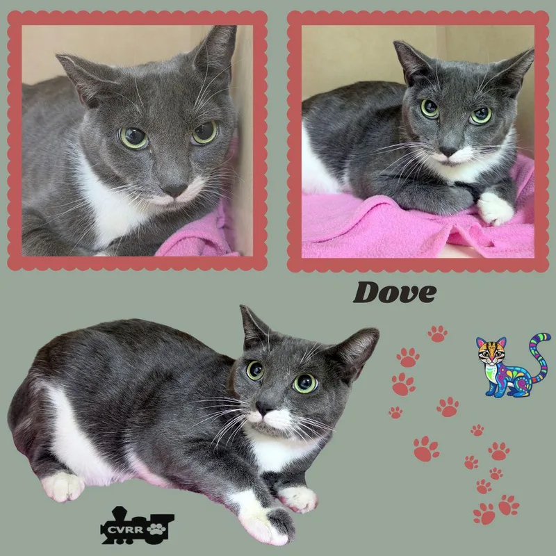 An adult small-sized female Domestic Short Hair cat named Dove for adoption in LINDSAY, CA