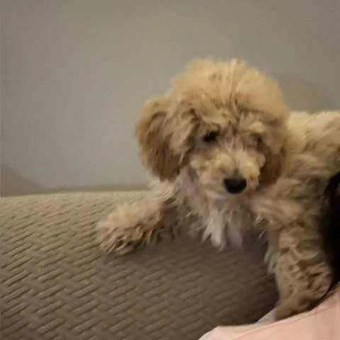 A baby small-sized male Apricot / Beige Miniature Poodle dog named Chester D for adoption in Princeton, MN
