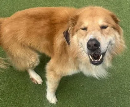 An adult large-sized male Mixed Breed dog named Rusty for adoption in Farmers Branch, TX