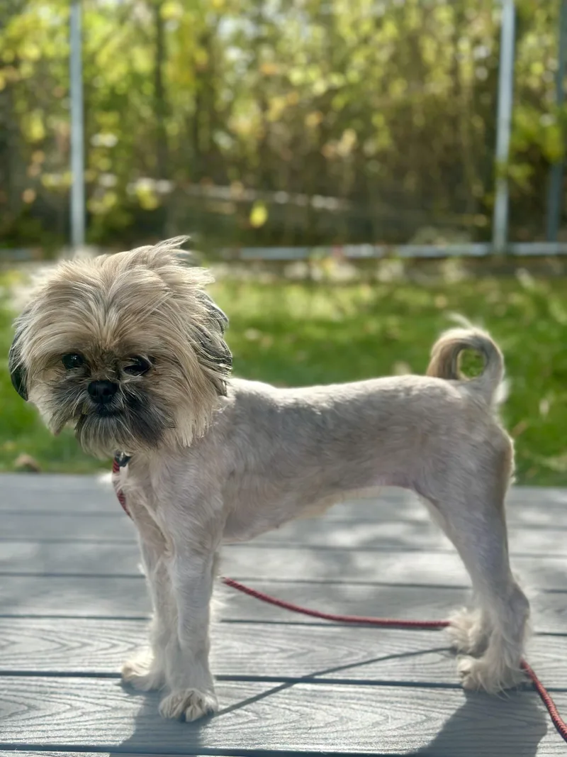 A young small-sized female Gray / Blue / Silver Shih Tzu dog named Misty for adoption in West Milford, NJ