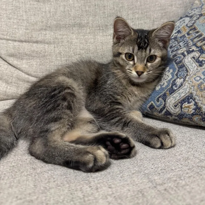 An adult medium-sized female Tabby (Brown / Chocolate) Domestic Short Hair cat named Poppy for adoption in Warr Acres, OK