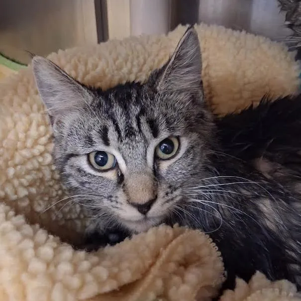 A baby medium-sized female Brown / Chocolate Domestic Short Hair cat named Linen for adoption in Springfield, MA