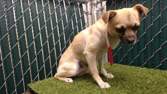 A young medium-sized male Chihuahua dog named Honeybun for adoption in Baldwin Park, CA
