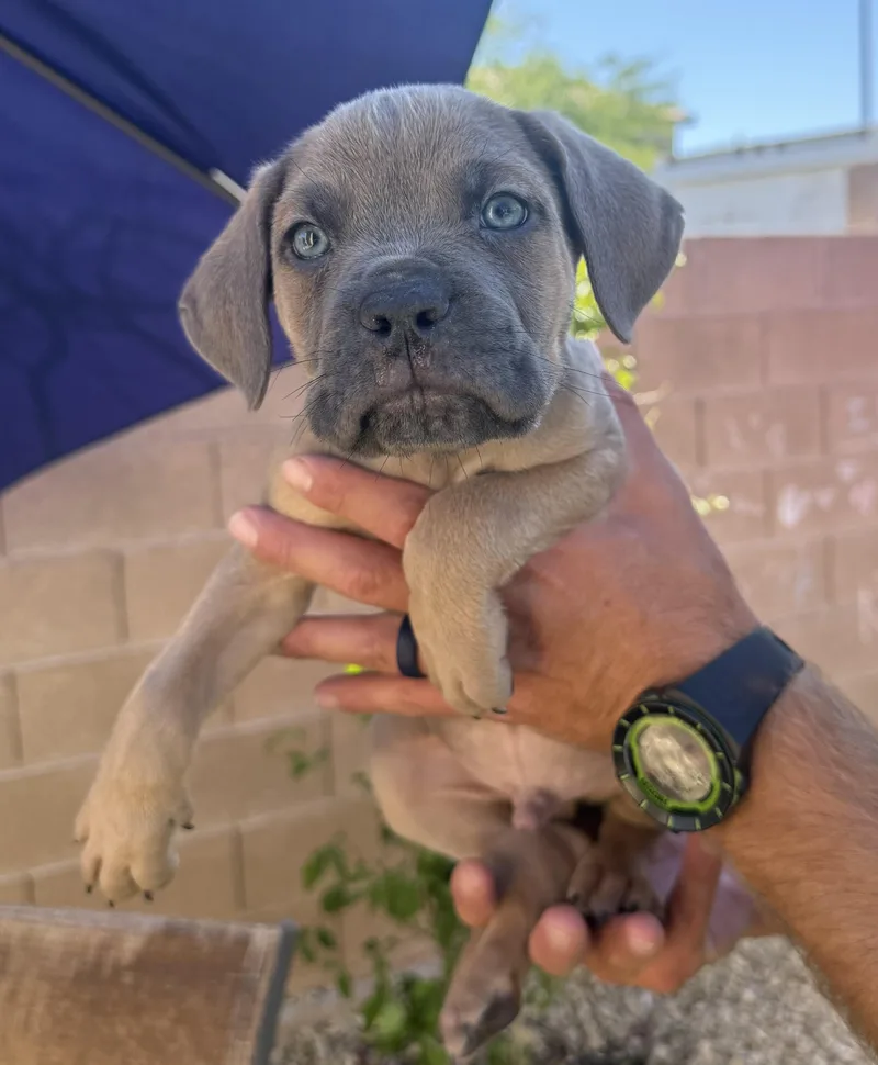 A baby medium-sized male Mixed Breed dog named Gabriel for adoption in Henderson, NV