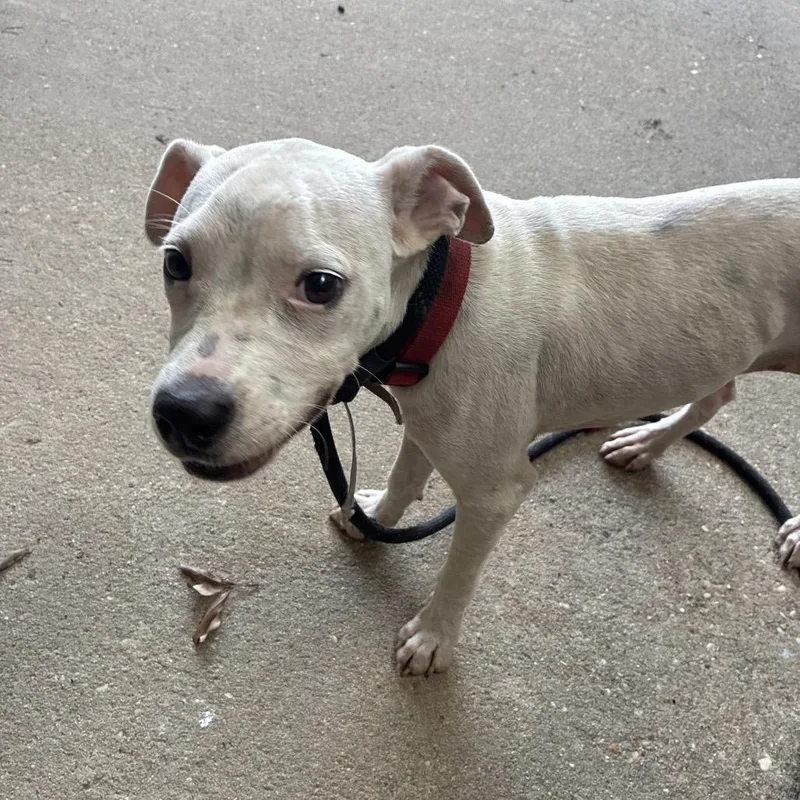 A baby medium-sized female White / Cream Terrier dog named Snuggle for adoption in Montgomery, AL