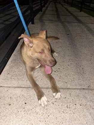 An adult medium-sized male Mixed Breed dog named Ransom for adoption in West Chester, PA