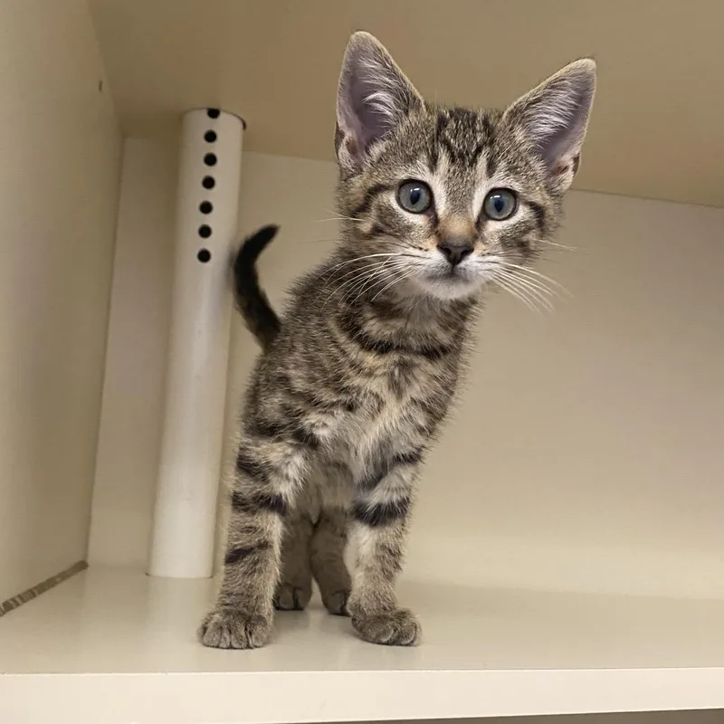 A baby small-sized male Brown / Chocolate Domestic Short Hair cat named Bobby Boo Bones for adoption in Dayton, OH