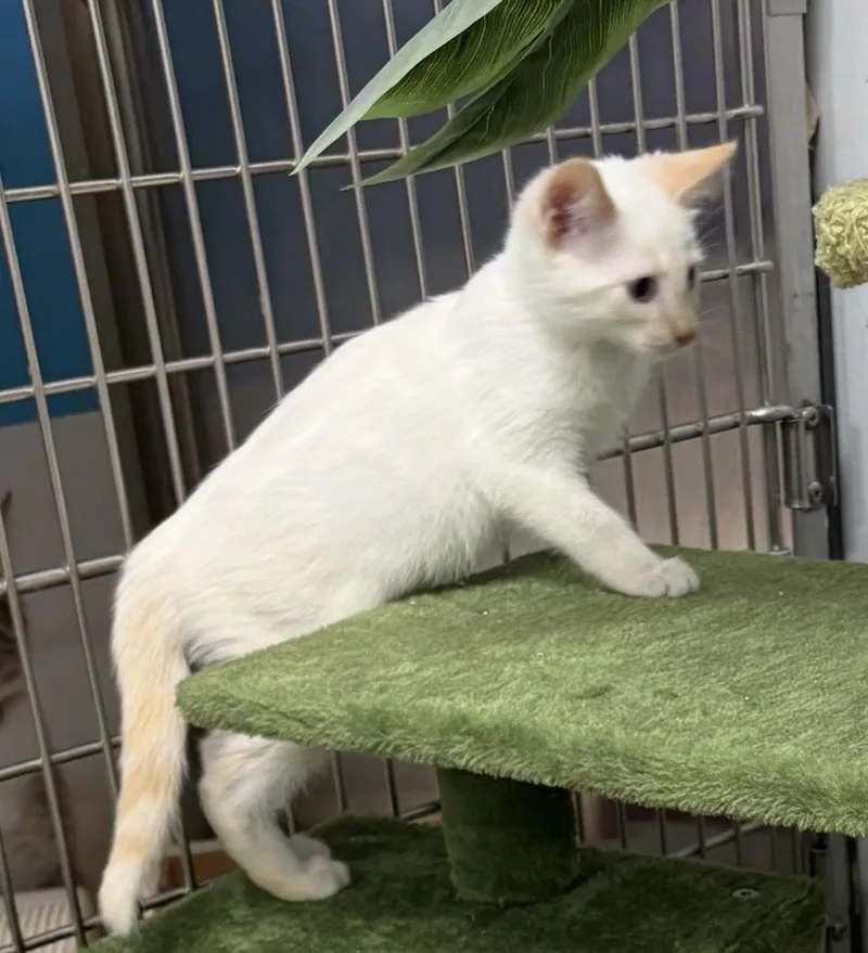 A baby small-sized female Siamese cat named Honey bell for adoption in North Arlington, NJ