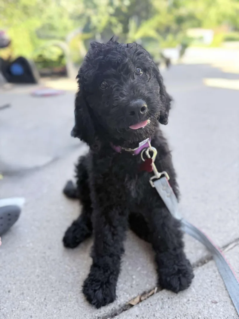 A young medium-sized female Poodle dog named Alex Russo for adoption in Grafton, WI