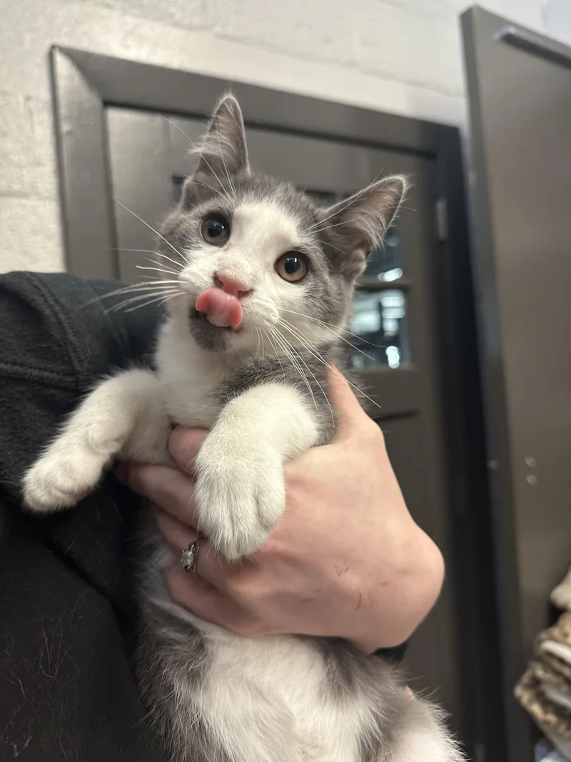 A baby medium-sized male Domestic Short Hair cat named Honda Civic for adoption in Grand Rapids, MI