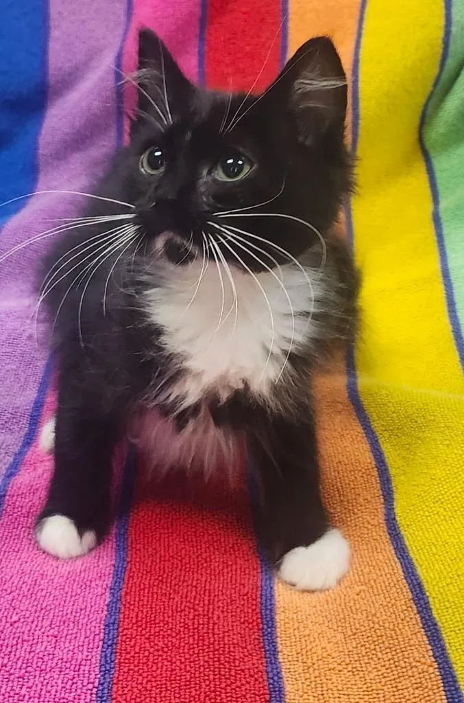 A baby small-sized female Domestic Short Hair cat named Cobalta for adoption in Little Rock, AR