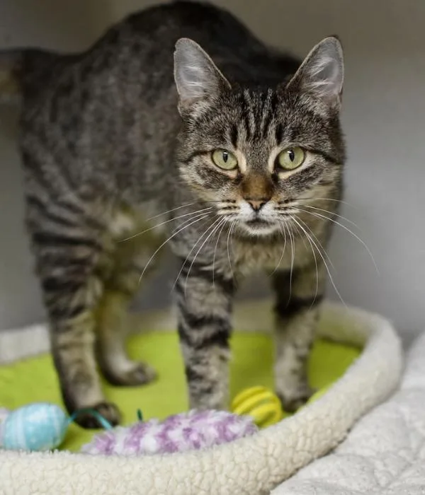 An adult medium-sized female Tabby (Brown / Chocolate) Domestic Short Hair cat named Catniss for adoption in Marietta, GA