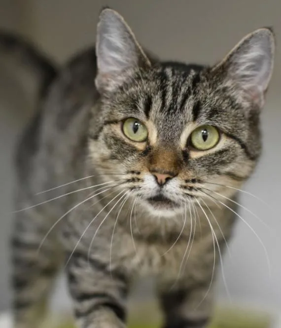 Catniss thumbnail 2