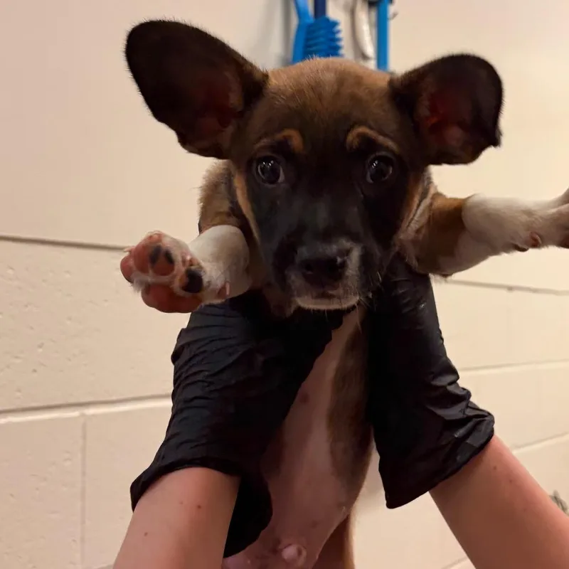 A baby small-sized male Terrier dog named Simon for adoption in Reno, NV