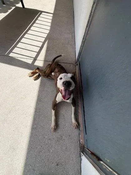 An adult medium-sized female Shar-Pei dog named Daisy Mae for adoption in North Miami Beach, FL