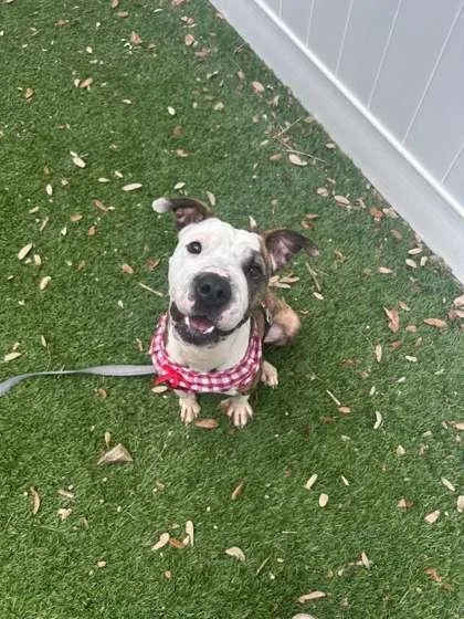 Daisy Mae thumbnail 2