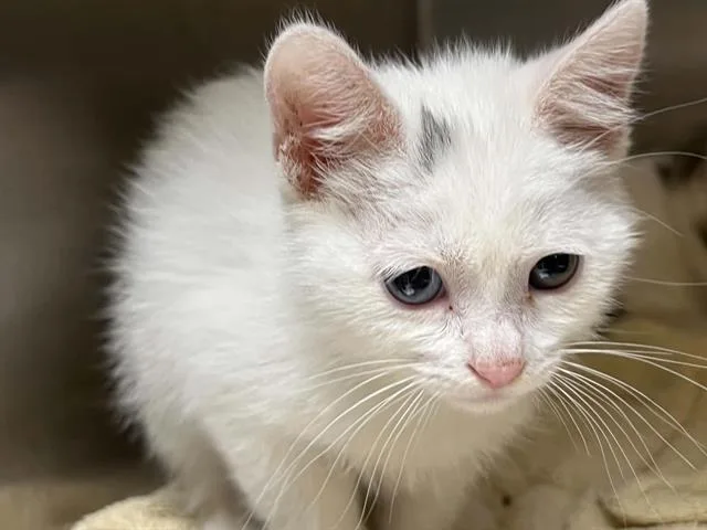 A baby small-sized female Domestic Short Hair cat named Brianna for adoption in Tustin, CA